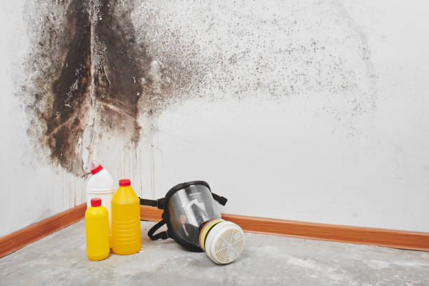 Best Mold Cleaning Services  in North Richmond, CA