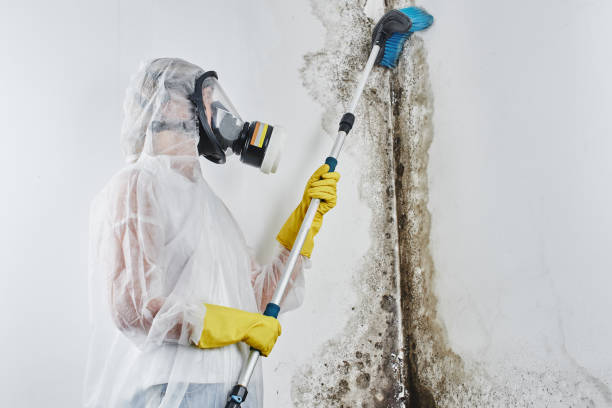 Best Mold Removal Company Near Me  in North Richmond, CA