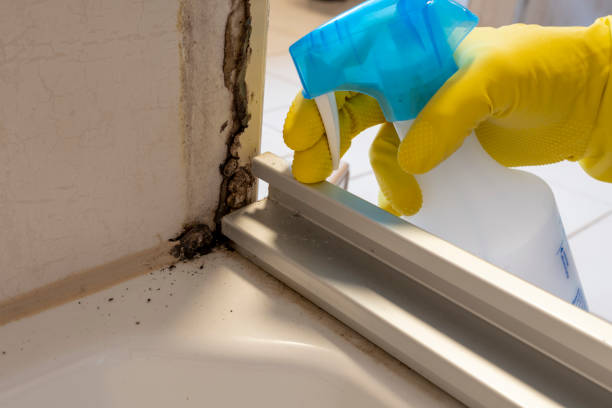 Best Residential Mold Removal  in North Richmond, CA