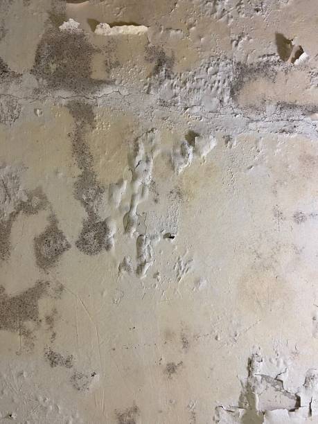 Best Commercial Mold Removal  in North Richmond, CA