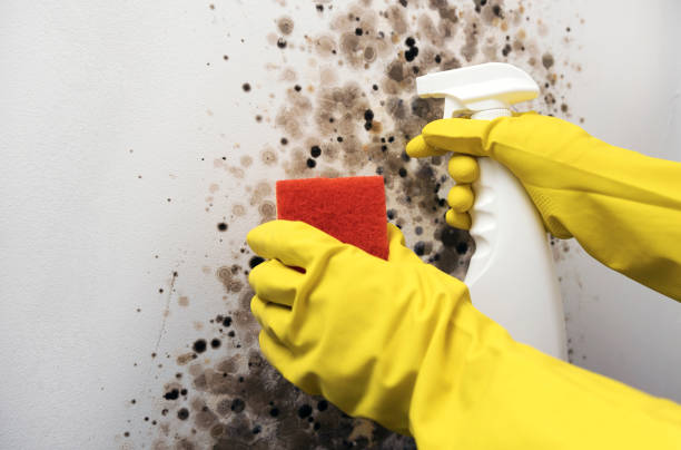 Best Certified Mold Removal  in North Richmond, CA